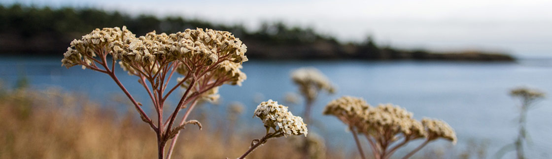 plants next to puget sound